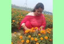 फूलखेतीबाट आत्मनिर्भरसँगै आम्दानी गर्दै धनगढीकी सुशीला