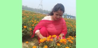 फूलखेतीबाट आत्मनिर्भरसँगै आम्दानी गर्दै धनगढीकी सुशीला