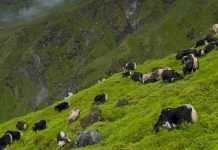 रघुगङ्गामा व्यावसायिक चौँरीपालन सुरु