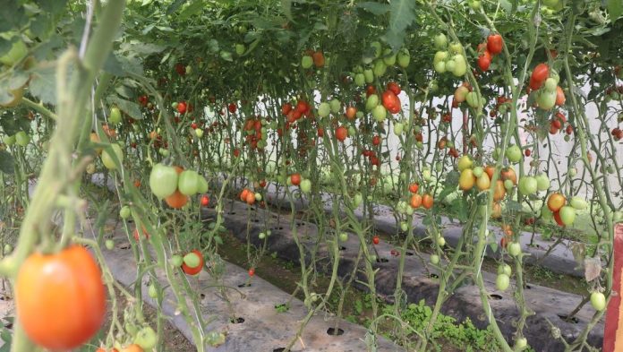 Daduwa Tarkari Farming (2)