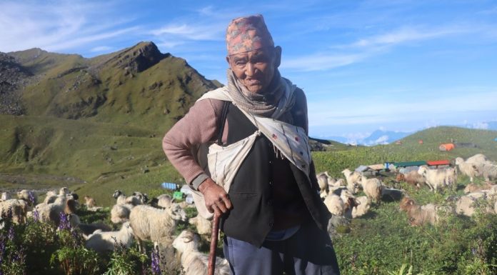 भेडागोठमा लालबिरका सात दशक