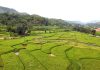 तनहुँमा तरकारी र धान खेतीको क्षेत्रफल विस्तार
