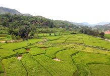 तनहुँमा तरकारी र धान खेतीको क्षेत्रफल विस्तार