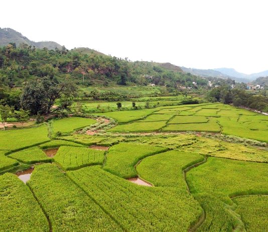 तनहुँमा तरकारी र धान खेतीको क्षेत्रफल विस्तार