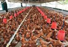 व्यावसायिक कुखुरापालनप्रति आकर्षण बढ्दै