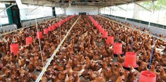 व्यावसायिक कुखुरापालनप्रति आकर्षण बढ्दै