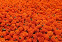 फूलको आयातलाई रोक लगाउन प्रशासनसँग माग
