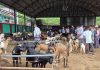 चाडपर्व नजिकिएसँगै धरानमा खसीबोकाको कारोबार बढ्यो