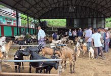 चाडपर्व नजिकिएसँगै धरानमा खसीबोकाको कारोबार बढ्यो