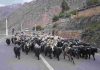 हिउँ छिचोल्दै एक हजार भेडाच्याङ्ग्रा मुस्ताङ आइपुगे