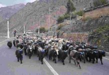 हिउँ छिचोल्दै एक हजार भेडाच्याङ्ग्रा मुस्ताङ आइपुगे
