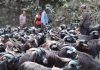 रेशमी मार्गको विरासत धानेको च्याङ्ग्रा व्यापार