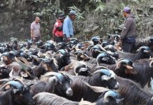 रेशमी मार्गको विरासत धानेको च्याङ्ग्रा व्यापार