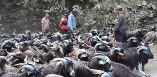 रेशमी मार्गको विरासत धानेको च्याङ्ग्रा व्यापार
