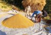 धान थन्क्याउन किसानलाई युवा जनशक्ति पाउनै मुस्किल