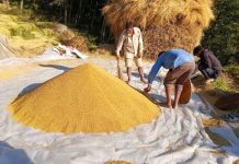 धान थन्क्याउन किसानलाई युवा जनशक्ति पाउनै मुस्किल