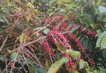 काभ्रेमा कफीको व्यावसायिक विस्तार, बढ्दै आर्थिक सम्भावना