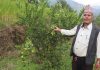 धानखेतमा कागतीखेती, नमुना किसान बने कृष्णलाल