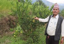 धानखेतमा कागतीखेती, नमुना किसान बने कृष्णलाल