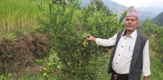 धानखेतमा कागतीखेती, नमुना किसान बने कृष्णलाल