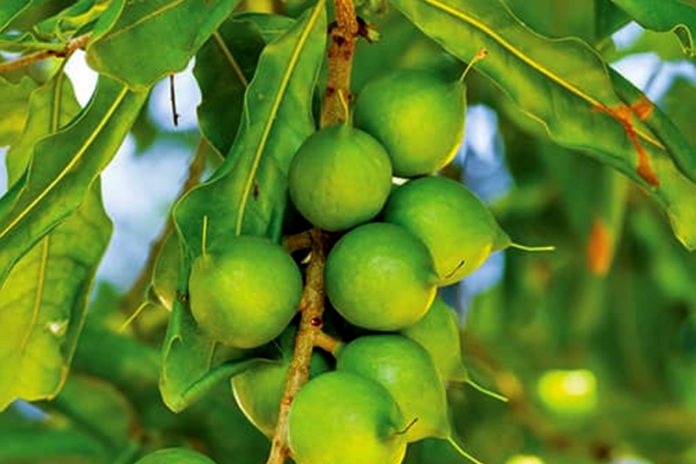 Mecadamia_nut_16586407102023-05-22-10-05-21