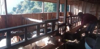 गाउँमै रोजगारीको बाटो खोज्दै भोजपुरका युवा