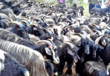 चितवनमा रु ३० करोडभन्दा बढी खसीको व्यापार