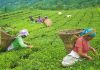 नेपाली चियाको गुणस्तर सुधार्न झापामा परीक्षण प्रयोगशाला स्थापनाको पहल