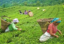 नेपाली चियाको गुणस्तर सुधार्न झापामा परीक्षण प्रयोगशाला स्थापनाको पहल