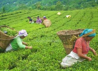 नेपाली चियाको गुणस्तर सुधार्न झापामा परीक्षण प्रयोगशाला स्थापनाको पहल