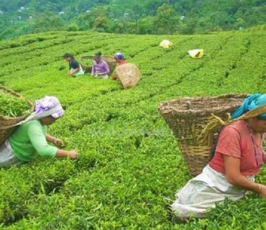 नेपाली चियाको गुणस्तर सुधार्न झापामा परीक्षण प्रयोगशाला स्थापनाको पहल