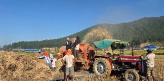 कसैलाई धान थन्क्याउन चटारो, कसैलाई चिन्ता