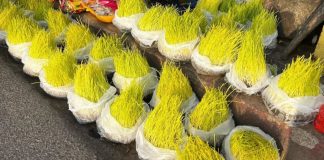 नवदुर्गाको प्रसाद-बिक्रीमा जमरा