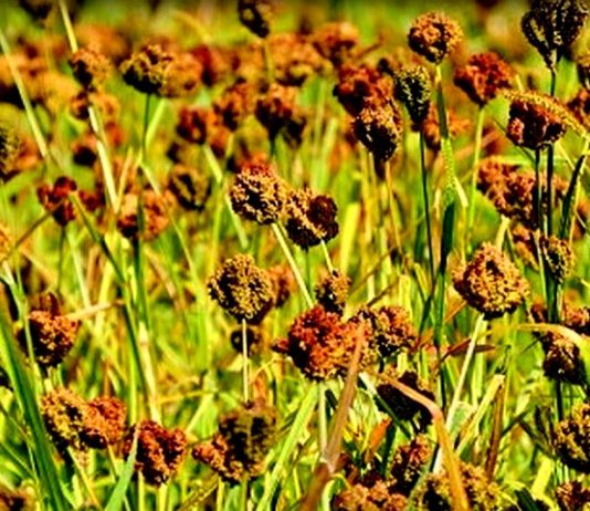 कोदो खेती घट्दो, पिठोको माग उच्च
