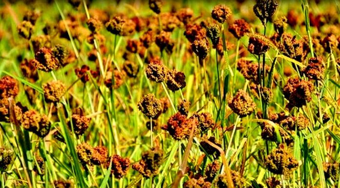 कोदो खेती घट्दो, पिठोको माग उच्च